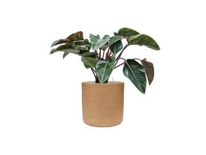 46620 1 philodendron red beauty v obalu baq dune substrat vulkastrat prumer 44 cm