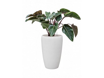 46632 1 philodendron red beauty v obalu baq vogue amfi substrat vulkastrat prumer 40 cm