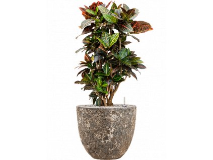 46635 1 croton codiaeum variegatum petra v obalu baq lava substrat vulkastrat prumer 36 cm