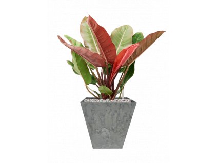 46665 1 philodendron prince of orange v obalu artstone substrat vulkastrat prumer 30 cm