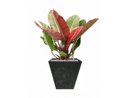 46668 1 philodendron prince of orange v obalu artstone substrat vulkastrat prumer 30 cm