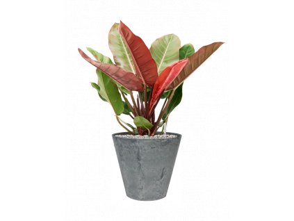 46671 1 philodendron prince of orange v obalu artstone substrat vulkastrat prumer 33 cm