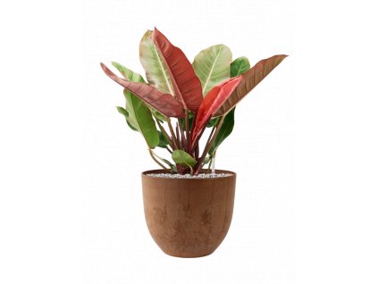 46686 1 philodendron prince of orange v obalu artstone substrat vulkastrat prumer 33 cm