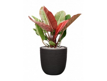 46692 1 philodendron prince of orange v obalu capi nature rib nl substrat vulkastrat prumer 35 cm