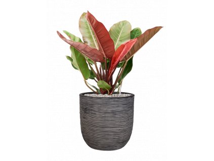 46695 1 philodendron prince of orange v obalu capi nature rib nl substrat vulkastrat prumer 35 cm