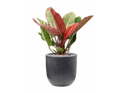 46698 1 philodendron prince of orange v obalu capi waste smooth nl substrat vulkastrat prumer 35 cm