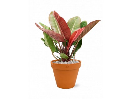 46710 1 philodendron prince of orange v obalu terra cotta substrat vulkastrat prumer 33 cm