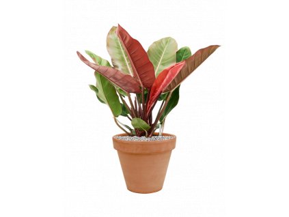 46713 1 philodendron prince of orange v obalu terra cotta substrat vulkastrat prumer 31 cm