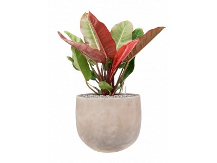 46743 1 philodendron prince of orange v obalu terra cotta omar substrat vulkastrat prumer 38 cm