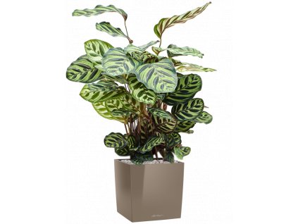 46899 1 calathea makoyana v obalu lechuza cube premium substrat vulkastrat prumer 30 cm