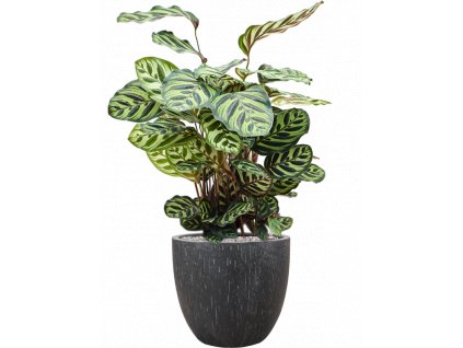 46902 1 calathea makoyana v obalu baq raindrop substrat vulkastrat prumer 37 cm
