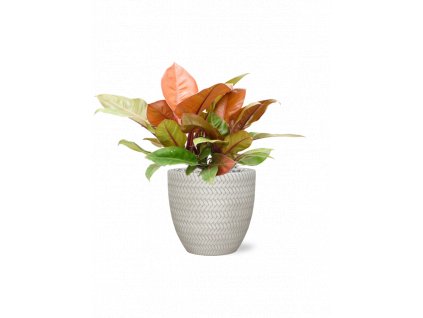 46917 1 philodendron prince of orange v obalu baq angle substrat vulkastrat prumer 30 cm