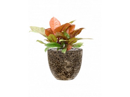 46923 1 philodendron prince of orange v obalu baq lava substrat vulkastrat prumer 36 cm