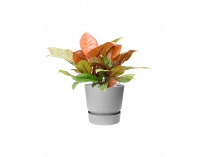 46932 1 philodendron prince of orange v obalu greenville substrat vulkastrat prumer 30 cm