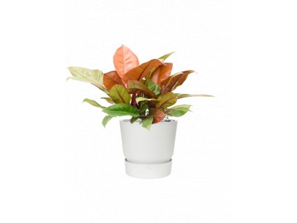 46935 1 philodendron prince of orange v obalu greenville substrat vulkastrat prumer 30 cm