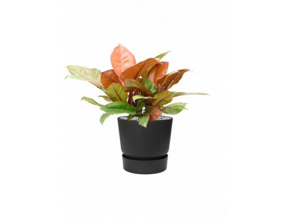 46941 1 philodendron prince of orange v obalu greenville substrat vulkastrat prumer 30 cm