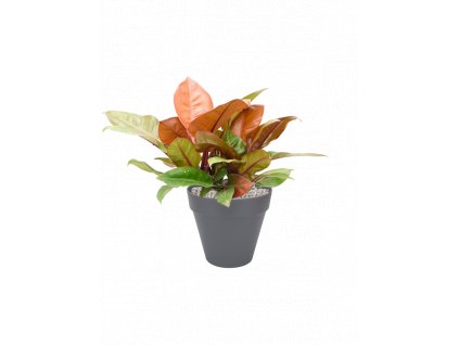 46944 1 philodendron prince of orange v obalu loft urban substrat vulkastrat prumer 29 cm