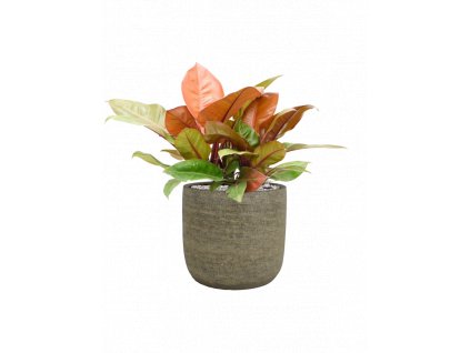 46959 1 philodendron prince of orange v obalu magna substrat vulkastrat prumer 30 cm