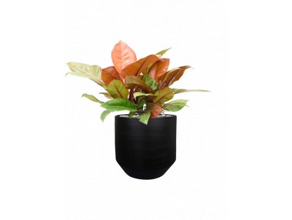 46971 1 philodendron prince of orange v obalu norell substrat vulkastrat prumer 32 cm