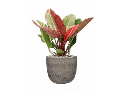 47046 1 philodendron prince of orange v obalu mountain substrat vulkastrat prumer 34 cm