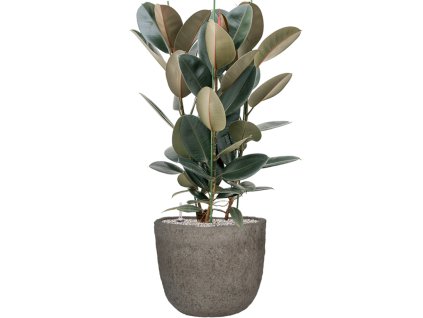 47061 1 ficus elastica abidjan v obalu mountain substrat vulkastrat prumer 42 cm