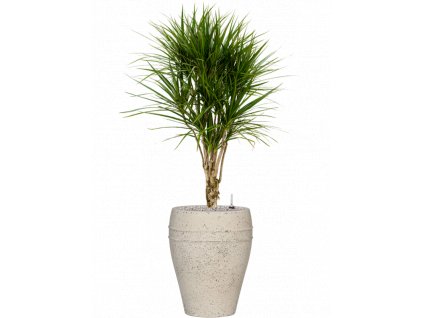 47076 1 dracaena marginata v obalu mediterranean substrat vulkastrat prumer 40 cm