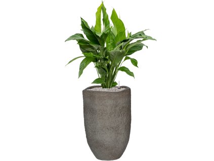 47082 1 spathiphyllum sweet lauretta v obalu mountain substrat vulkastrat prumer 38 cm