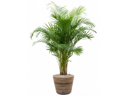 47088 1 dypsis areca lutescens v obalu drypot rattan stripe substrat vulkastrat prumer 33 cm