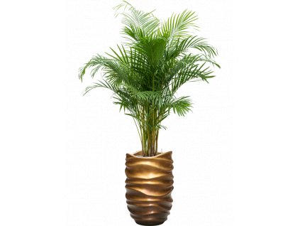 47100 1 dypsis areca lutescens v obalu baq gradient lee substrat vulkastrat prumer 40 cm