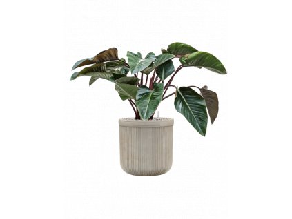 47139 1 philodendron red beauty v obalu baq vertical rib substrat vulkastrat prumer 40 cm