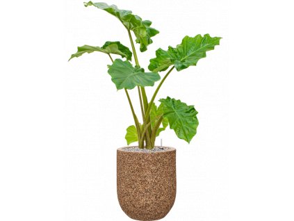 47160 1 alocasia portodora v obalu baq naturescast substrat vulkastrat prumer 31 cm