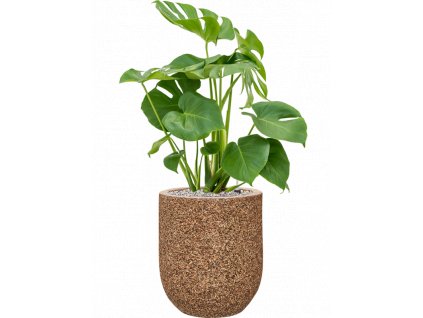 47169 1 monstera deliciosa v obalu baq naturescast substrat vulkastrat prumer 31 cm