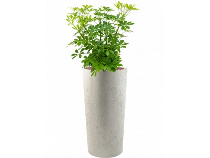 47175 1 schefflera arboricola compacta v obalu grigio hydroponie prumer 36 cm