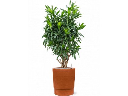 47184 1 pleomele dracaena reflexa v obalu chao substrat vulkastrat prumer 37 cm