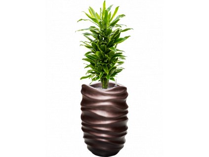 47229 1 dracaena fragrans golden coast v obalu baq gradient lee substrat vulkastrat prumer 40 cm