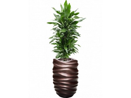 47235 1 dracaena fragrans janet lind v obalu baq gradient lee substrat vulkastrat prumer 40 cm