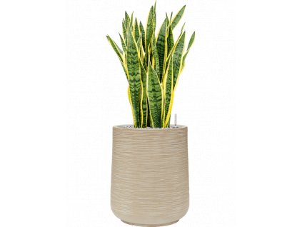 47238 1 sansevieria trifasciata laurentii v obalu baq dune substrat vulkastrat prumer 38 cm