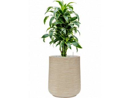 47241 1 dracaena fragrans dorado v obalu baq dune substrat vulkastrat prumer 38 cm
