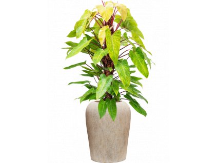 47277 1 philodendron painted lady v obalu mineral hydroponie prumer 40 cm