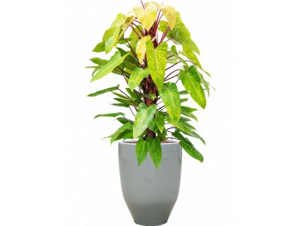 47280 1 philodendron painted lady v obalu one and only hydroponie prumer 38 cm