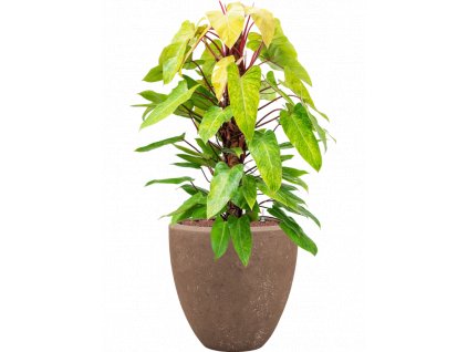 47283 1 philodendron painted lady v obalu baq polystone plain hydroponie prumer 50 cm