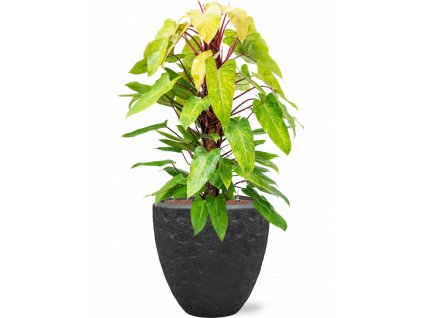 47286 1 philodendron painted lady v obalu baq polystone rockwell hydroponie prumer 50 cm