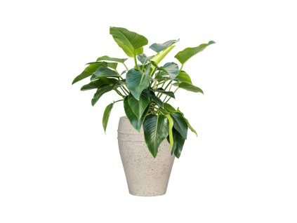 47298 1 philodendron green beauty v obalu mediterranean substrat vulkastrat prumer 40 cm