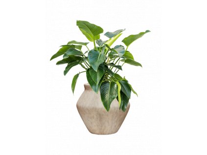 47301 1 philodendron green beauty v obalu mineral substrat vulkastrat prumer 46 cm