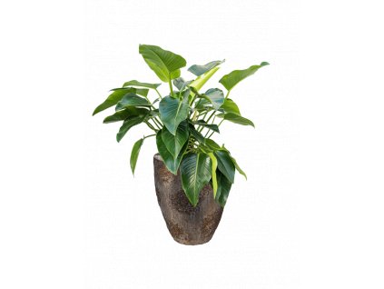 47304 1 philodendron green beauty v obalu oyster substrat vulkastrat prumer 42 cm