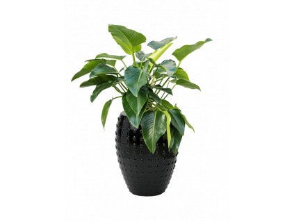 47328 1 philodendron green beauty v obalu laos substrat vulkastrat prumer 44 cm