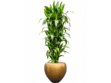 47370 1 dracaena fragrans janet craig v obalu baq metallic silver leaf v substratu vulkastrat prumer 50 cm