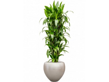 47376 1 dracaena fragrans janet craig v obalu baq metallic silver leaf v substratu vulkastrat prumer 50 cm