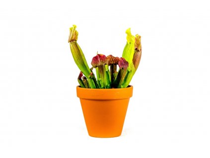 Sarracenia mix, průměr 9 cm  Špirlice