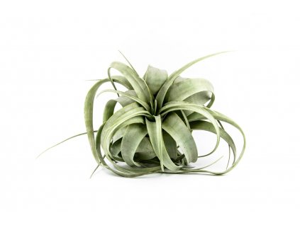 5058 tillandsia xerographica